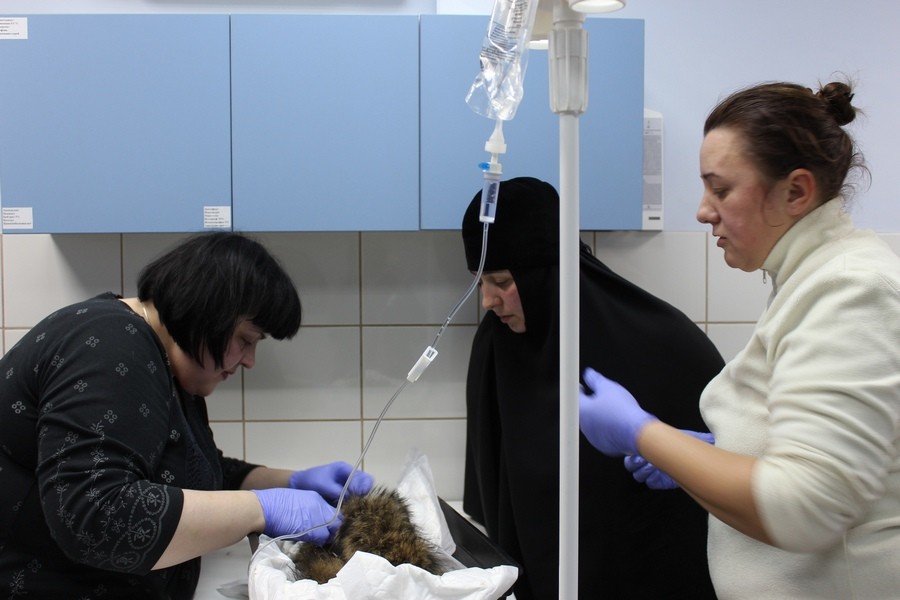 Калининградские монахини выхаживают енота, заболевшего после укуса клеща (фото)