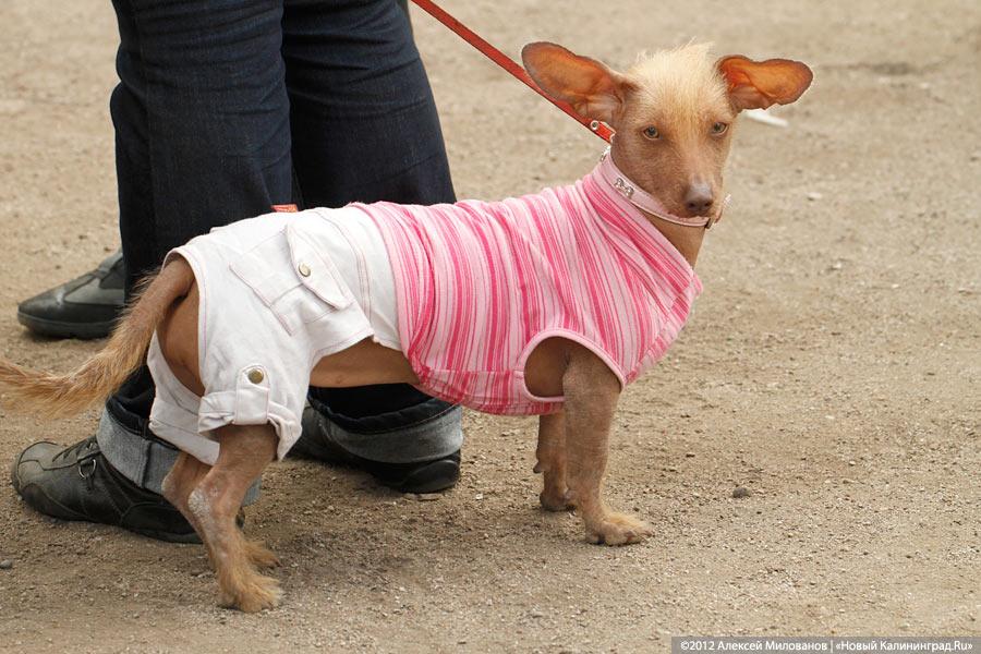 «Чистокровные двортерьеры»: фоторепортаж с выставки собак «Дворянское собрание»