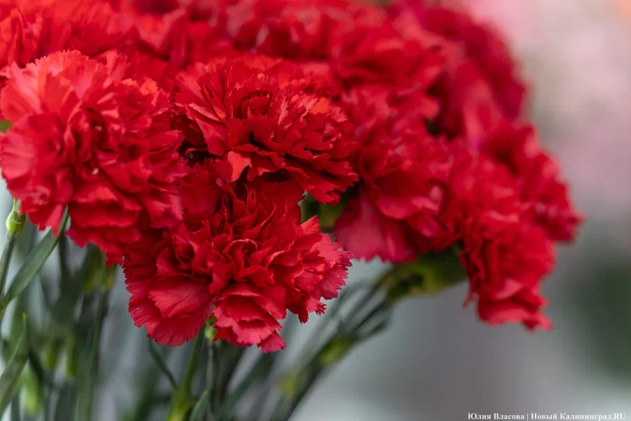 Памятник Герою России из Калининграда планируют установить в Курской области