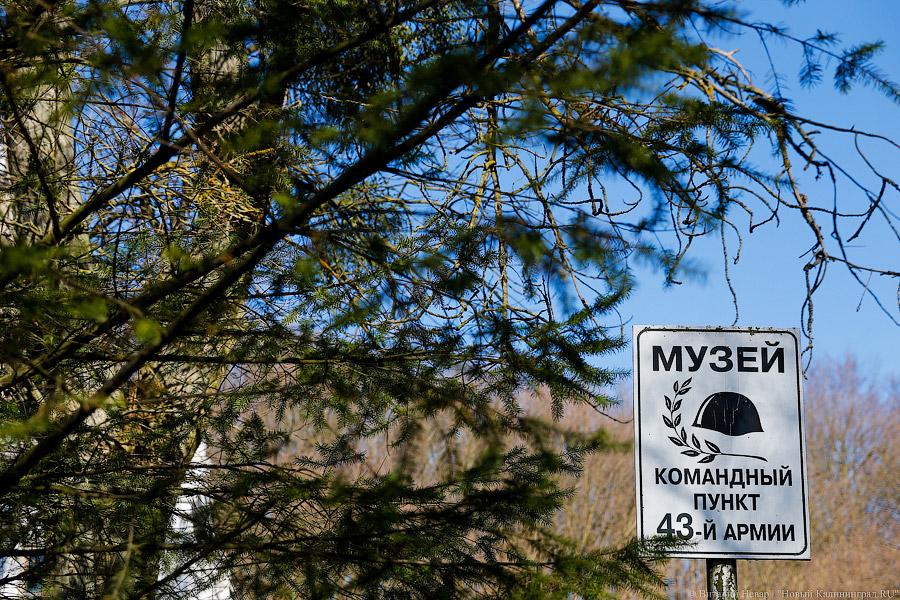 Пеньки в Холмогоровке: кто вырубает лесопарк под Калининградом