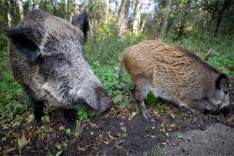 Из-за чумы свиней на Куршской косе решено сократить численность диких кабанов вдвое