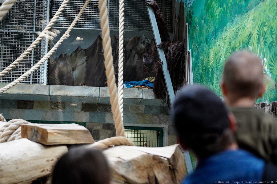 Принц Датский: как орангутан Антон обустроился в Калининградском зоопарке (фото)