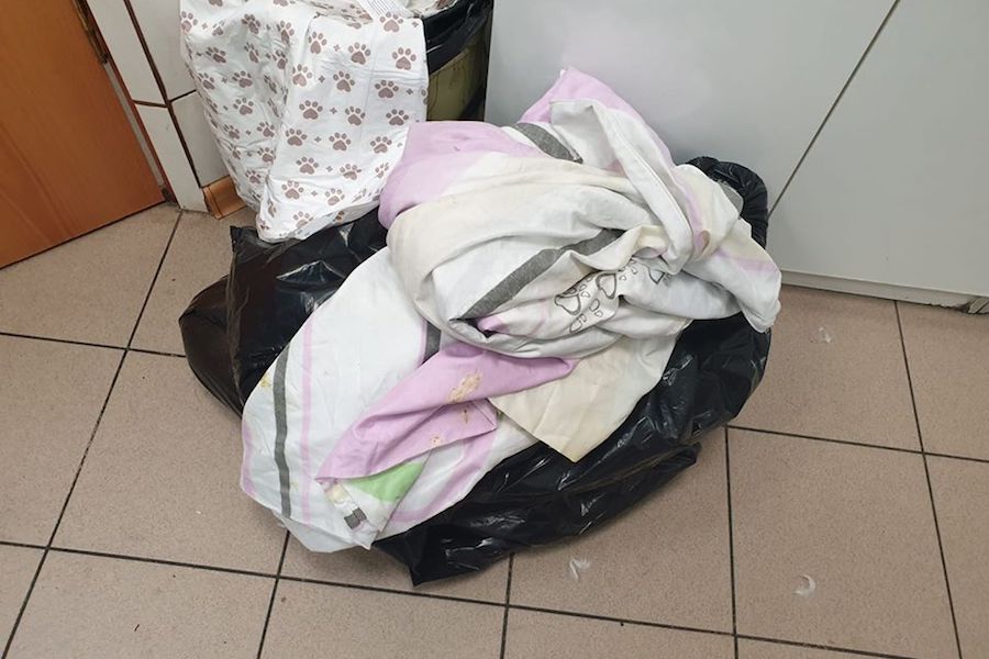 Еще один лебедь скончался после отравления в калининградском пруду