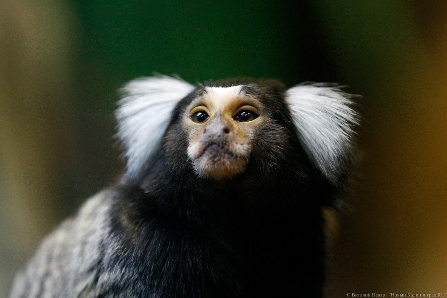 Само очарование: «фотосессия» семейства игрунок в Калининградском зоопарке 