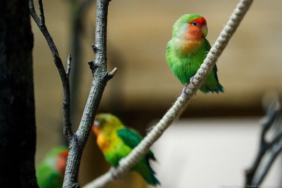 В зоопарке открыт Дом тропической птицы. Посмотрите на жако и спящего трубкозуба