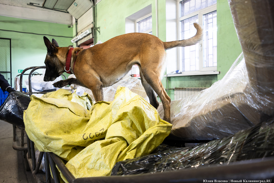 Посылки под контролем: как работает Калининградский почтовый таможенный пост (фото)