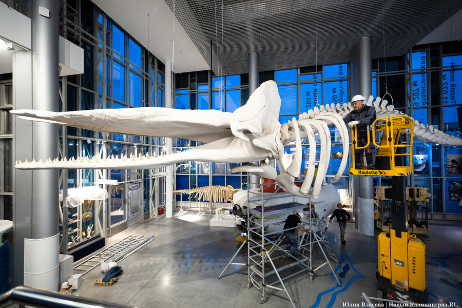 Первый «обитатель» «Планеты Океан»: скелет кашалота переезжает из «Глубины» (фото)