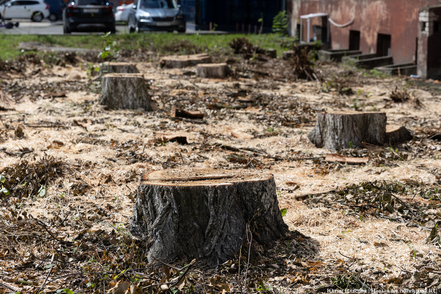 В мэрии объяснили, зачем в Калининграде проводят рубку деревьев 