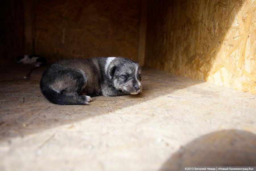 Естественный отбор: что творится за забором Службы защиты животных (фото)