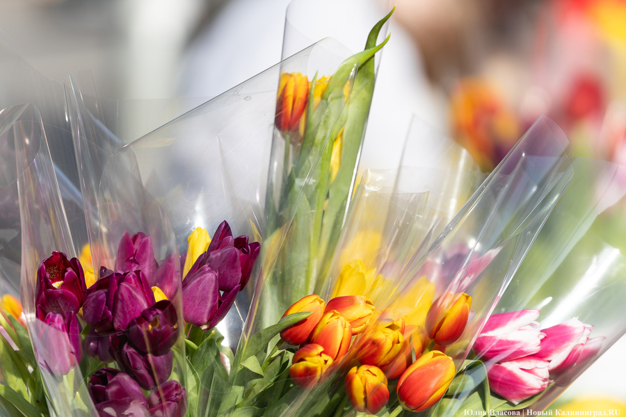 Кругом мимозы и тюльпаны: как выглядят улицы Калининграда 8 марта (фото)