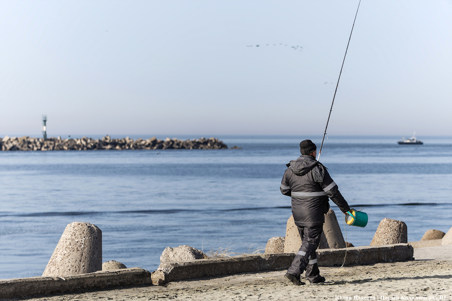 По несколько рыбин за раз: в Балтийске начался массовый лов салаки