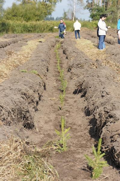 «Елки-палки»: фоторепортаж «Нового Калининграда.Ru»