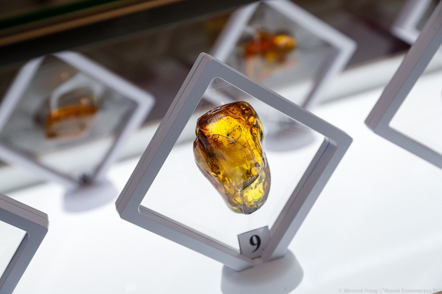 Янтарная козявка: чем закончились первые в Калининграде торги по инклюзам (фото)