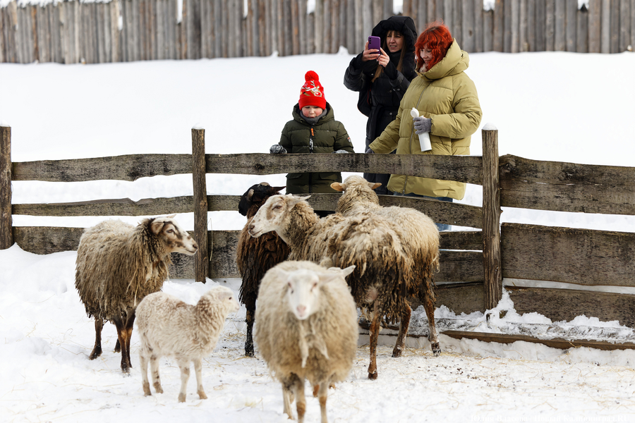 Блины, пляски и «самое большое» чучело: как отпраздновали Масленицу в «Каупе» (фото)