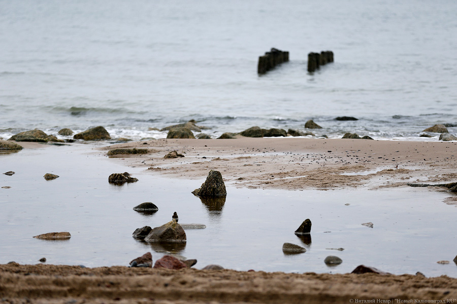 Лучше Афродиты: море подарило калининградцам остатки реликтового леса (фото)