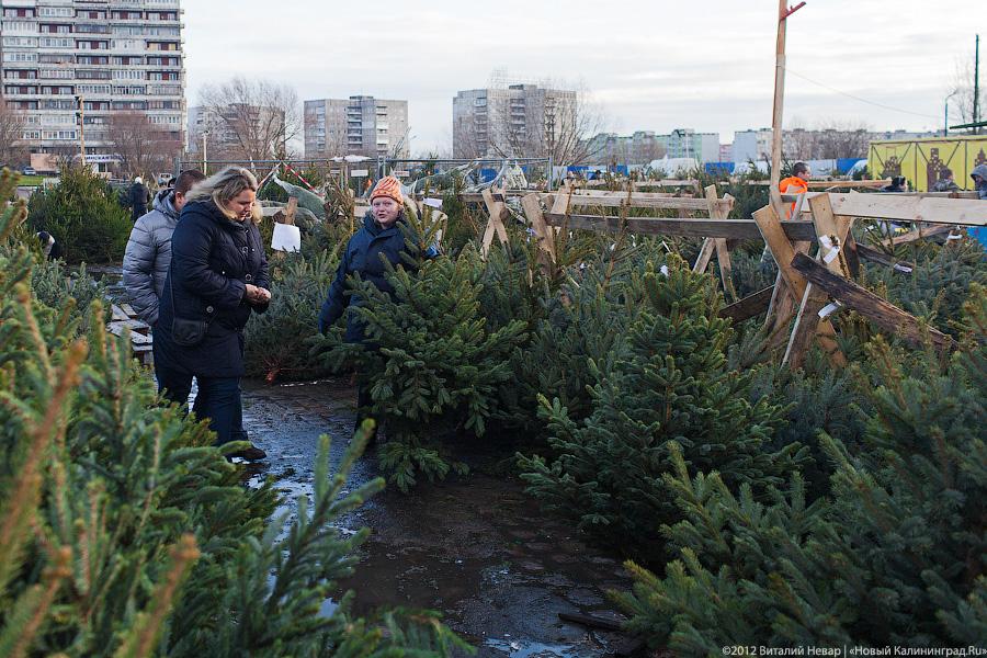 «Время наряжать ёлки»: фоторепортаж с улиц и торговых центров города