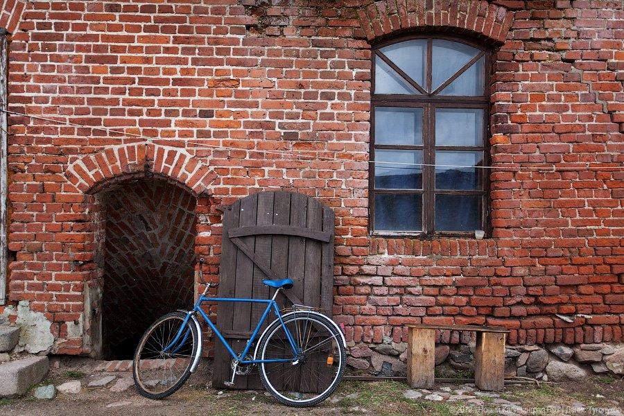 «Шаакен, волонтеры и кот Воровай»: фоторепортаж «Нового Калининграда.Ru»