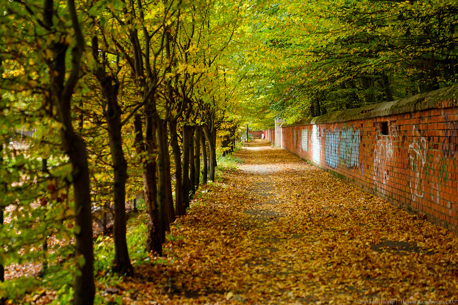 Увидеть в последний раз: осень на стадионе «Спартак», который хотят застроить (фото)