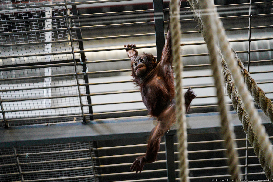 Принц Датский: как орангутан Антон обустроился в Калининградском зоопарке (фото)