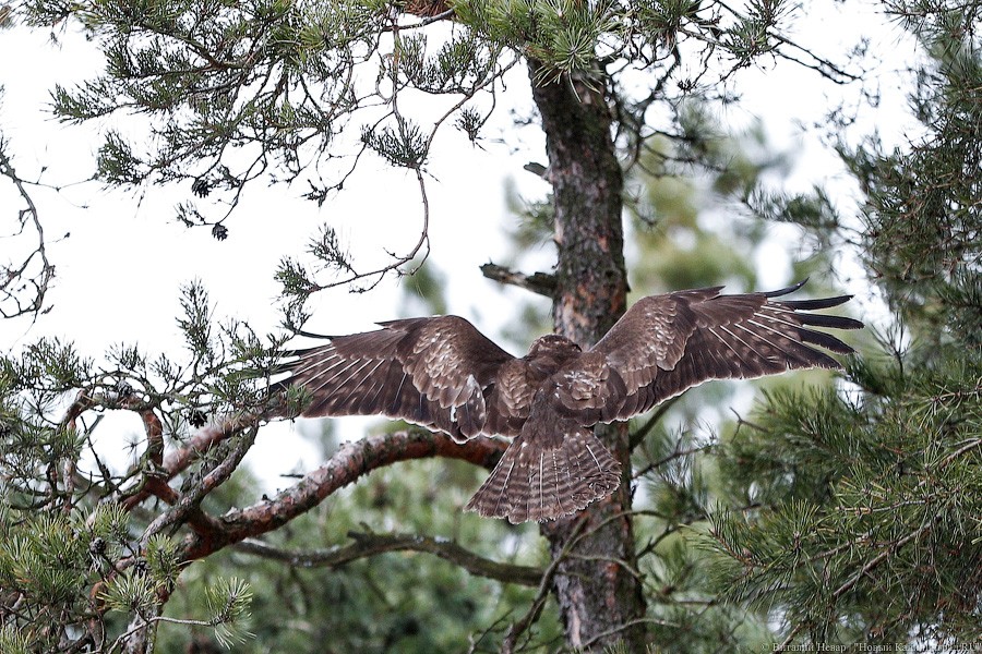 Пятеро местных и один залетный: на Куршской косе выпустили на волю канюков (фото)