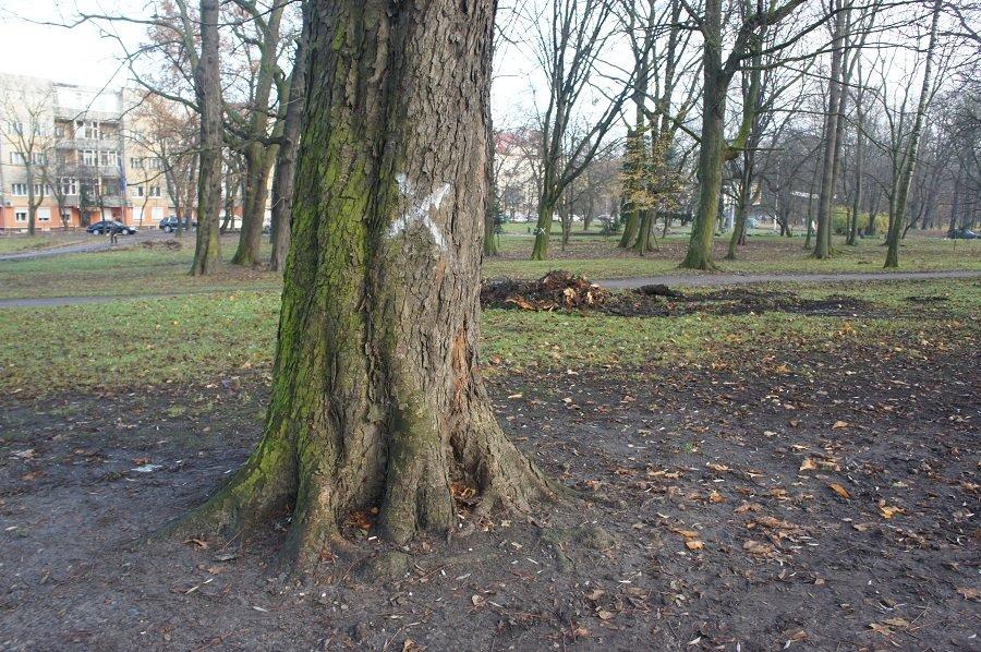 Бульдозеры начали благоустройство в сквере за Собором Христа Спасителя (+фото)