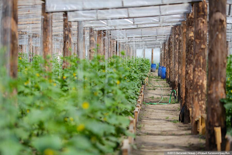Огурцы в меду: как фермеры Гурьевского района осваивают бюджет