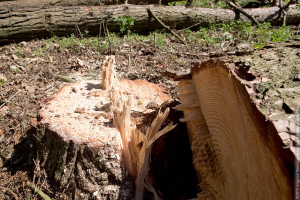 Калининградской фирме разрешили вырубить 44 дерева в Светлогорске