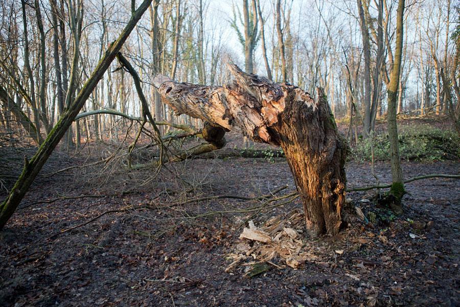 Кладбищенские истории: что происходит с лесопарком на Донского