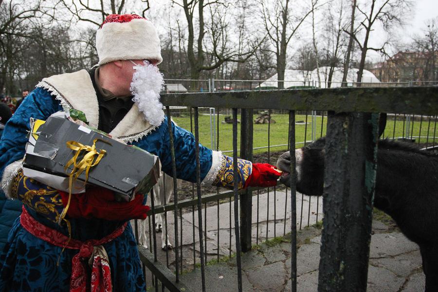 Конина к году Лошади: зоопарк раздал животным любимые лакомства