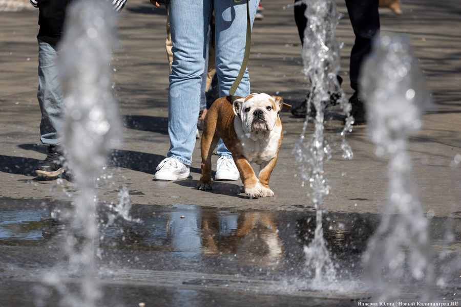 «Быки» и «младенцы»: в Калининграде начался сезон фонтанов (фото)