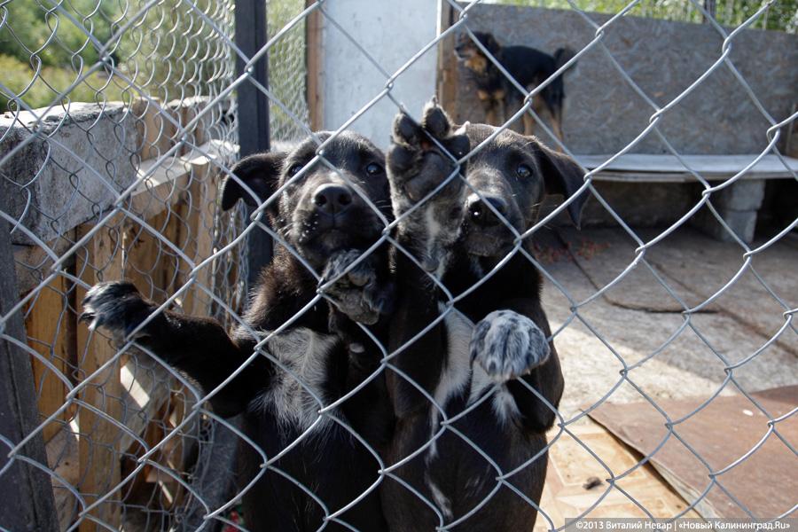 Естественный отбор: что творится за забором Службы защиты животных (фото)