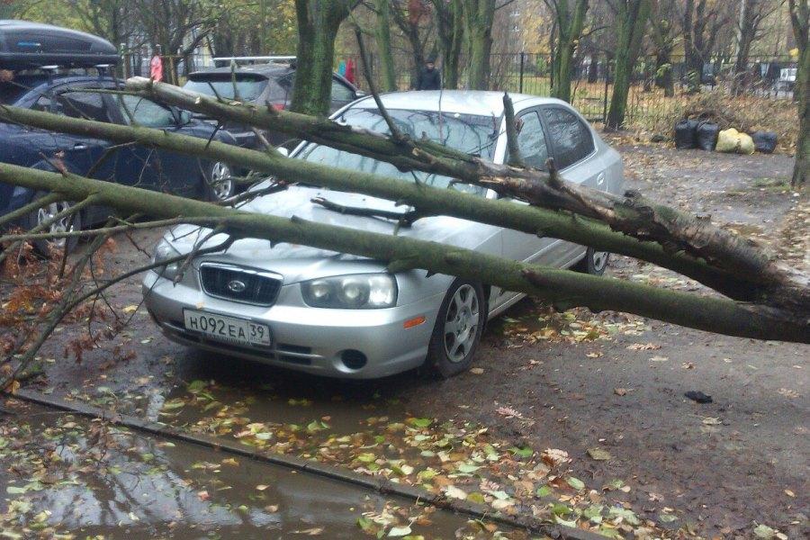 На ул. Эльблонгская на автомобиль из-за шторма упало дерево (фото)