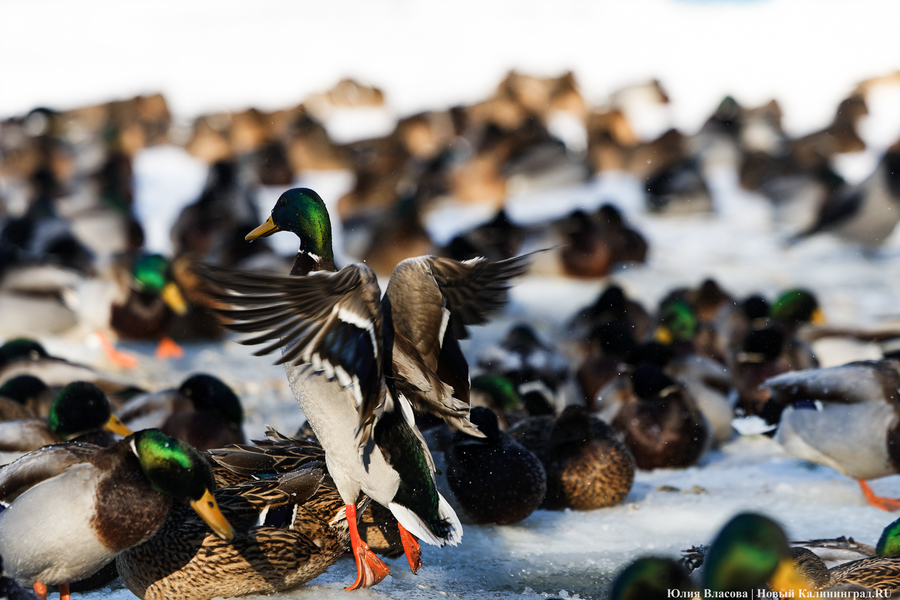 Ледяной плен: в парке Зеленоградска спасают замерзающих уток (фото)