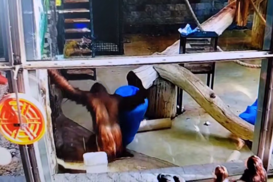 Скриншот видео Калининградского зоопарка