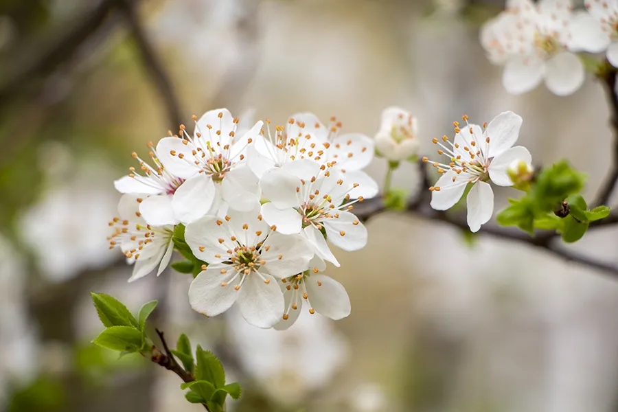 На краю циклона «Илви»: погода в Калининградской области 28 апреля