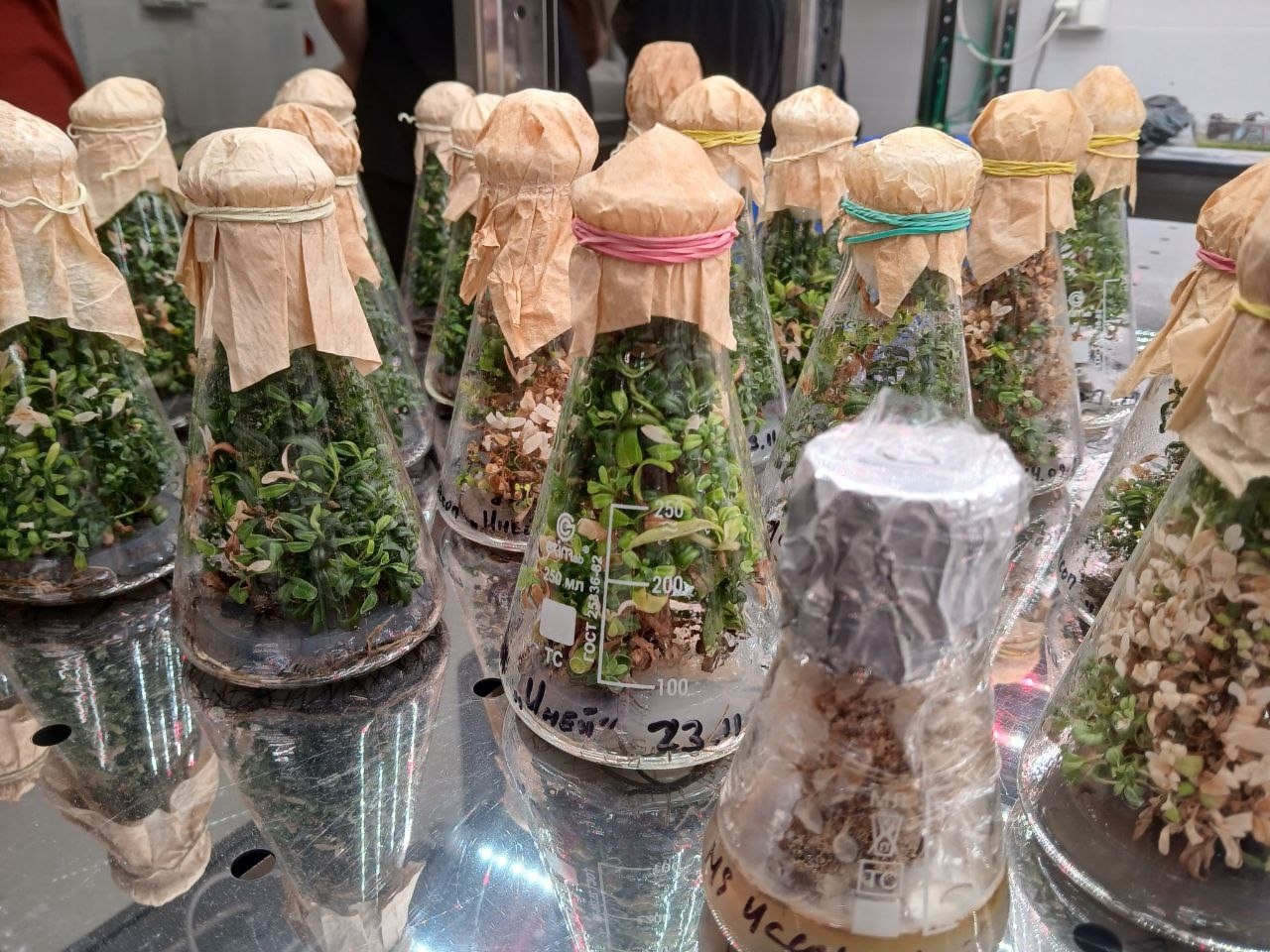 Центр развития современных компетенций детей БФУ им. И. Канта