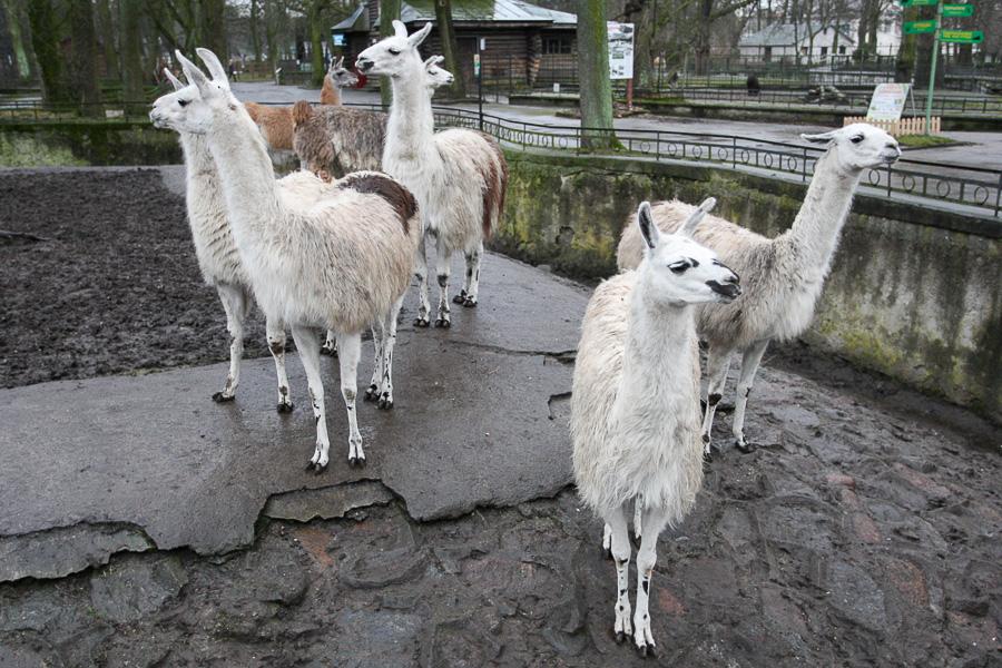 Конина к году Лошади: зоопарк раздал животным любимые лакомства