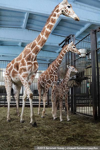 «Два метра пятен»: кормление новорожденного жирафенка