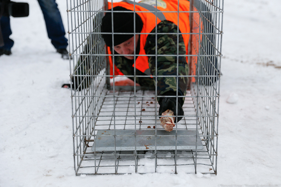 «Петля, намордник, ошейник»: как волонтеры бездомных собак отлавливают