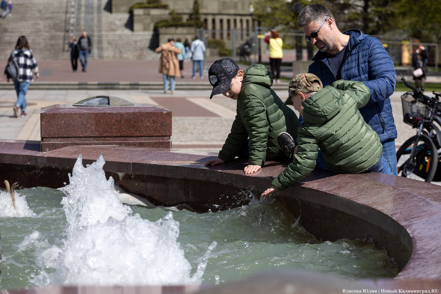 «Быки» и «младенцы»: в Калининграде начался сезон фонтанов (фото)