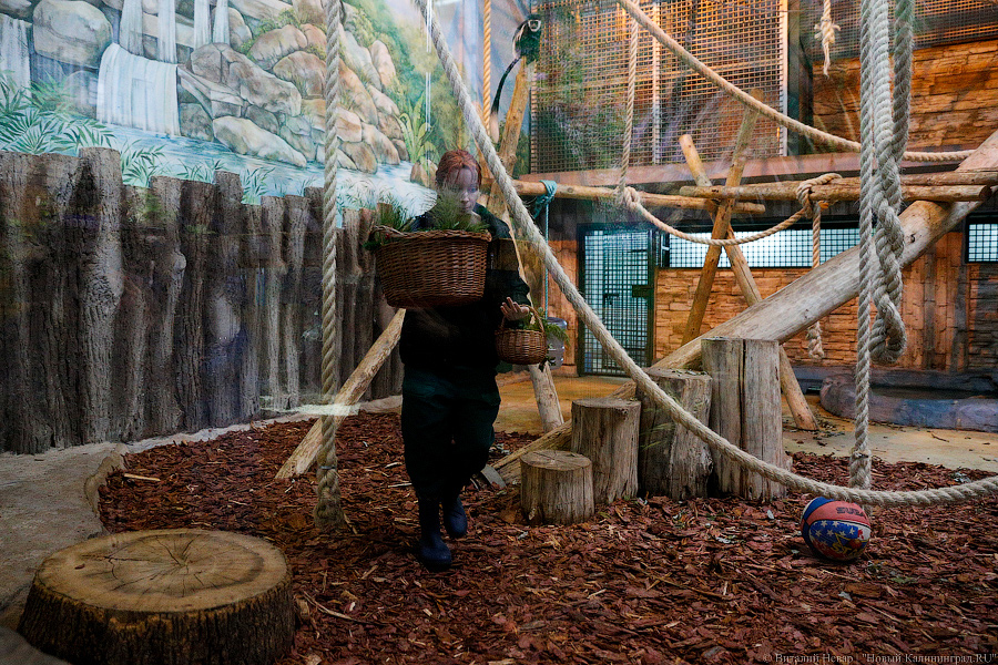 Подарки для зверей: как животных в зоопарке с Новым Годом поздравляли (фото)