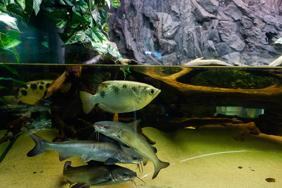 Baby Shark: в Музее Мирового океана родились «акулята-котята» (фото)