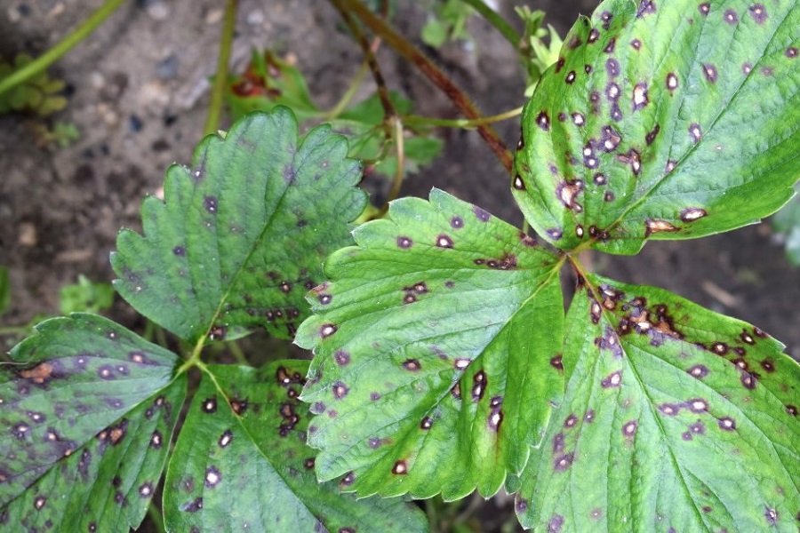 В Калининградской области установили карантин из-за болезни клубники