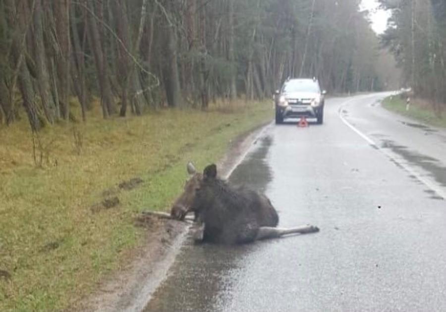 На Куршской косе насмерть сбили лося (фото)