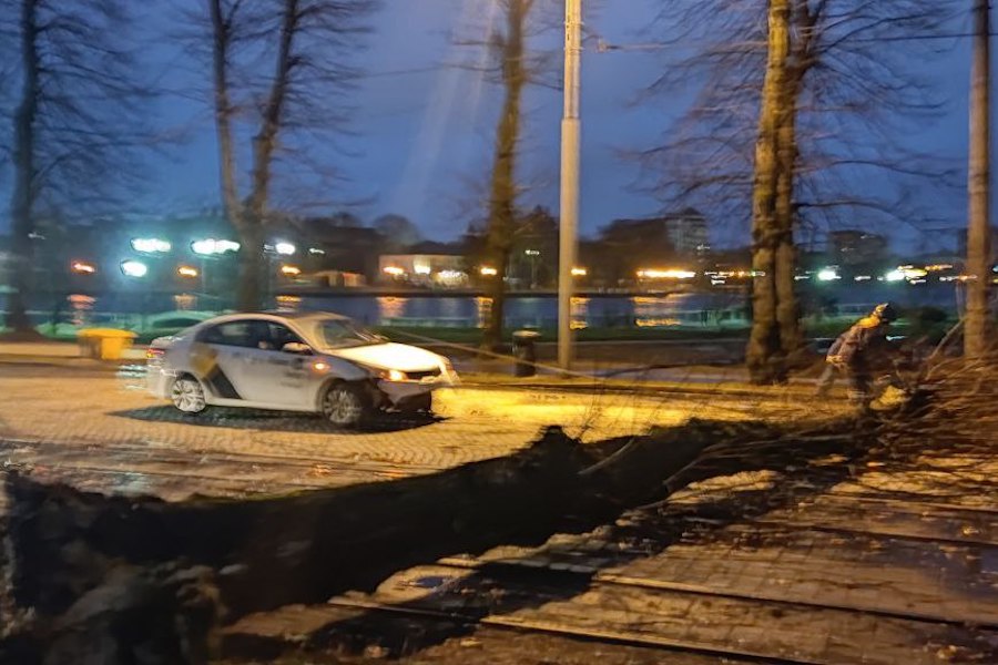 Столбы, деревья, указатели: последствия шторма в Калининграде (фото)