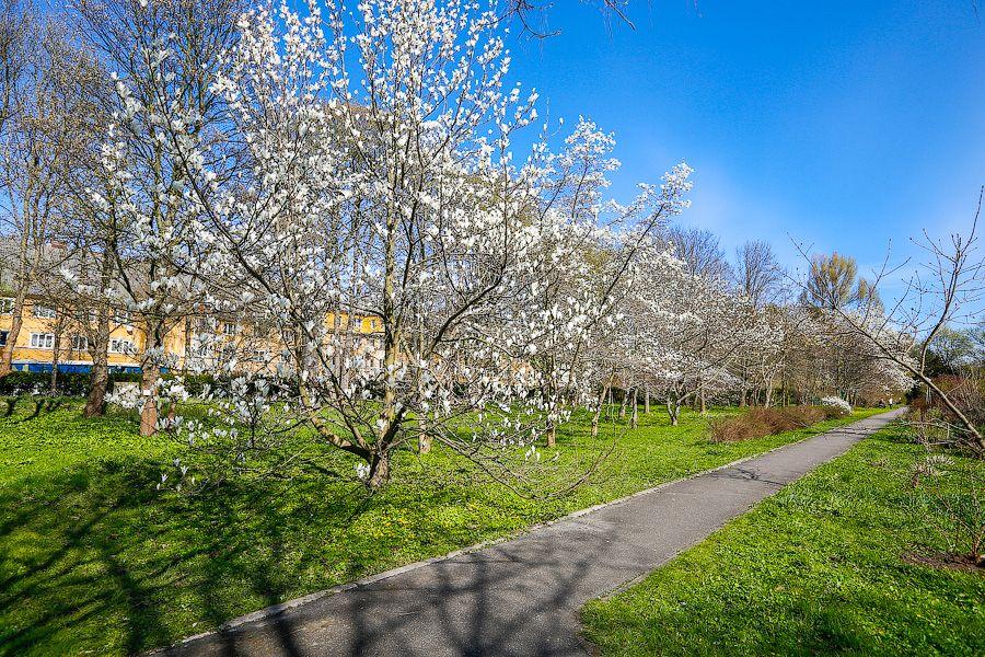 Пастораль ручной работы: весенний Ботанический сад