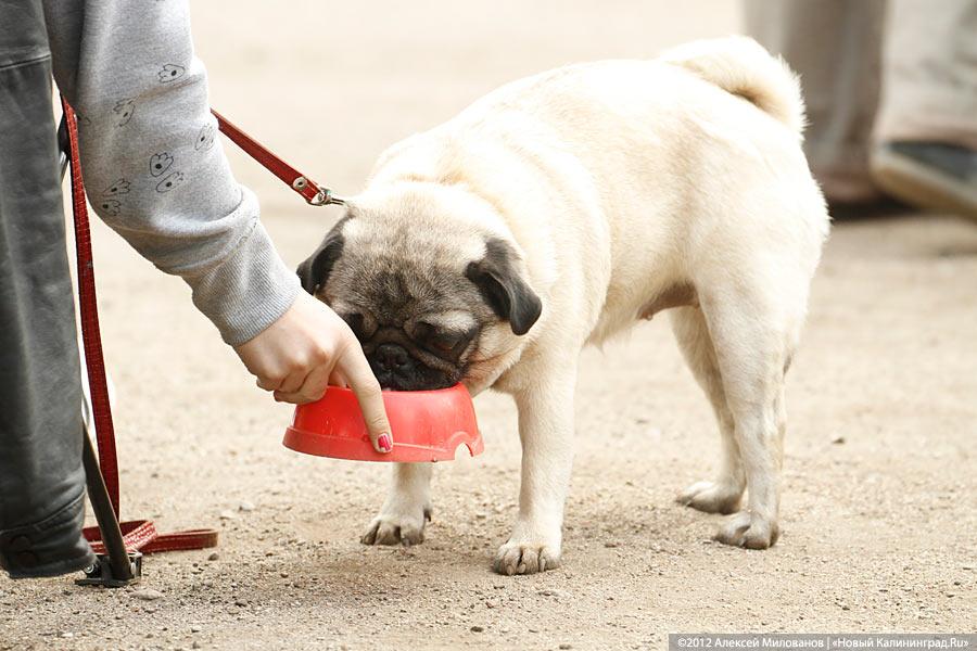 «Чистокровные двортерьеры»: фоторепортаж с выставки собак «Дворянское собрание»