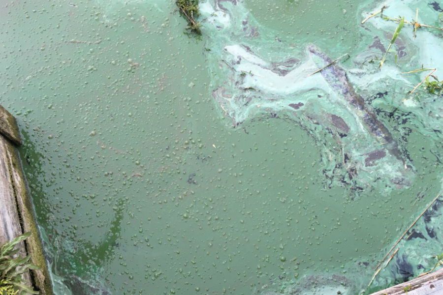 В Минприроды не знают причин загрязнения Шенфлиза нефтепродуктами