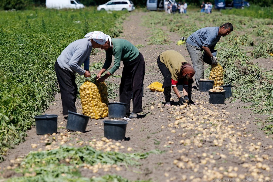 В Гусеве предлагают жителям помощь в виде общественных огородов под посадку картофеля