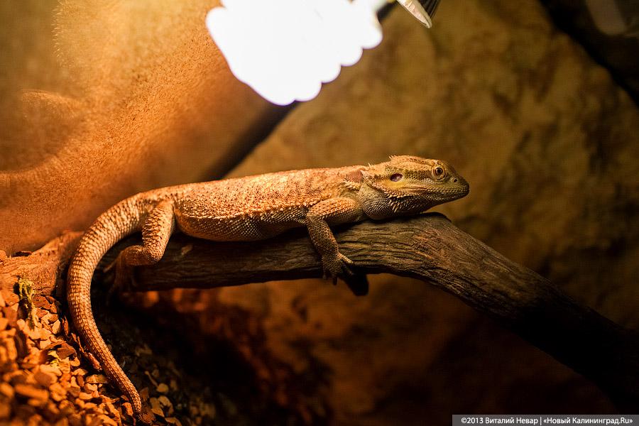 «Зов джунглей»: фоторепортаж с открытия первого калининградского экзотариума